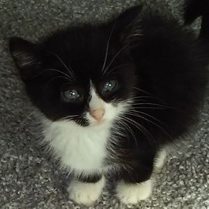 Meet your Posher, Nancy